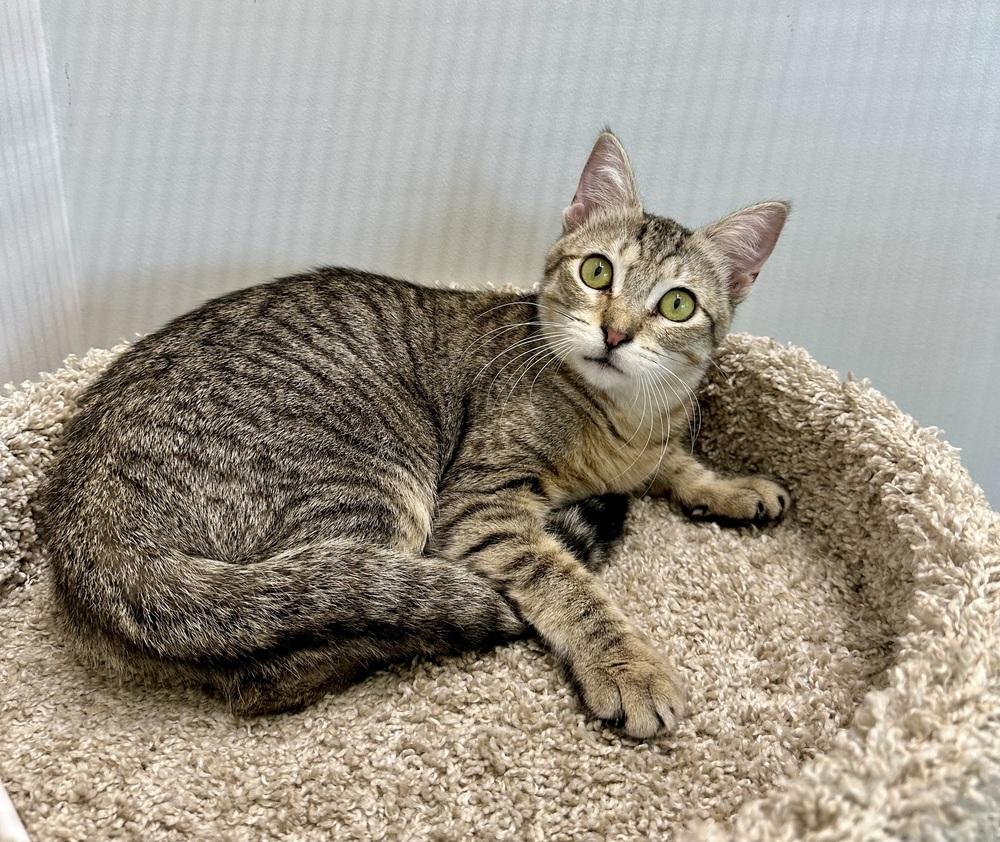 Enlarge Bella, a Adoptable Domestic Short Hair in Wellington, FL image 2/5