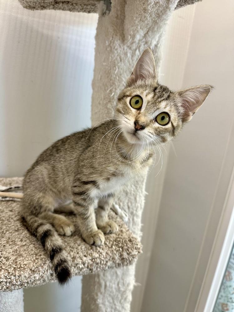 Enlarge Bella, a Adoptable Domestic Short Hair in Wellington, FL image 4/5