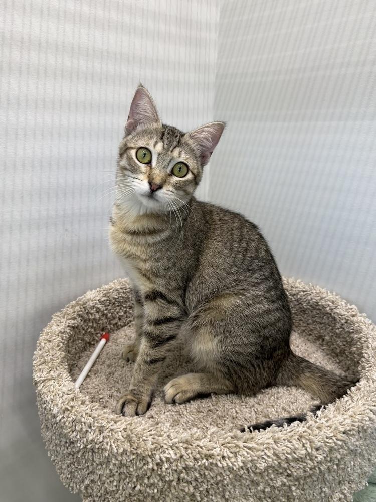 Enlarge Bella, a Adoptable Domestic Short Hair in Wellington, FL image 5/5