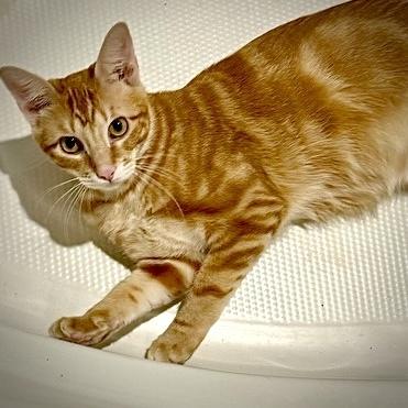 Enlarge Tango 4, a Adoptable mixed breed in Austin, TX image 1/6