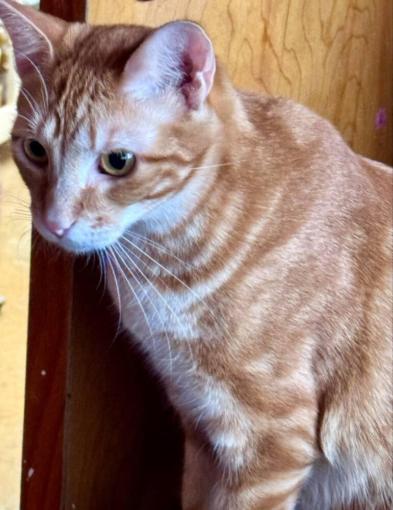 Tango 4, a Adoptable mixed breed in Austin, TX image 1/4