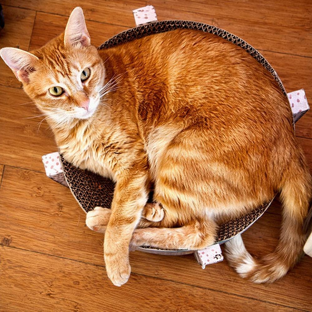 Enlarge Tango 4, a Adoptable mixed breed in Austin, TX image 3/6