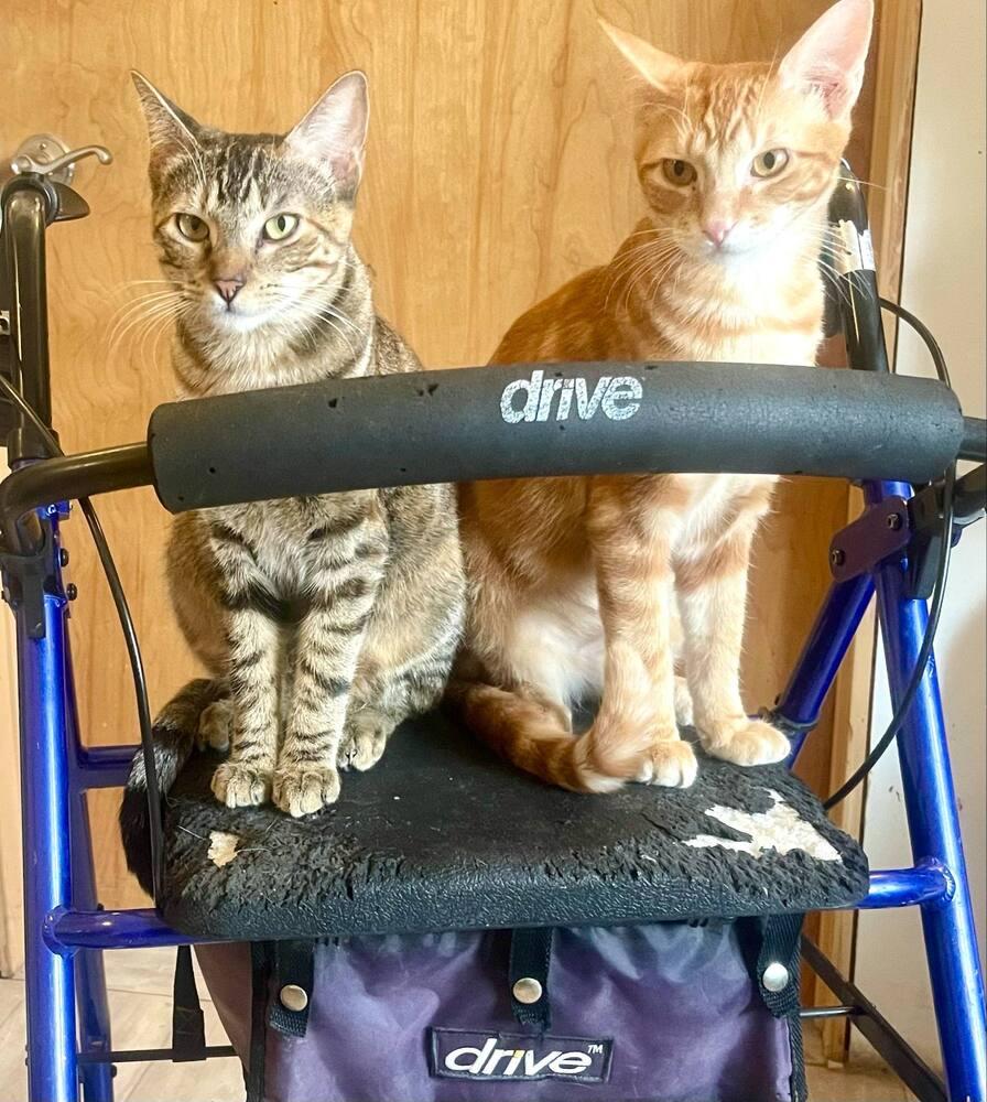 Tango 4, Adoptable, Adult Male American Shorthair.