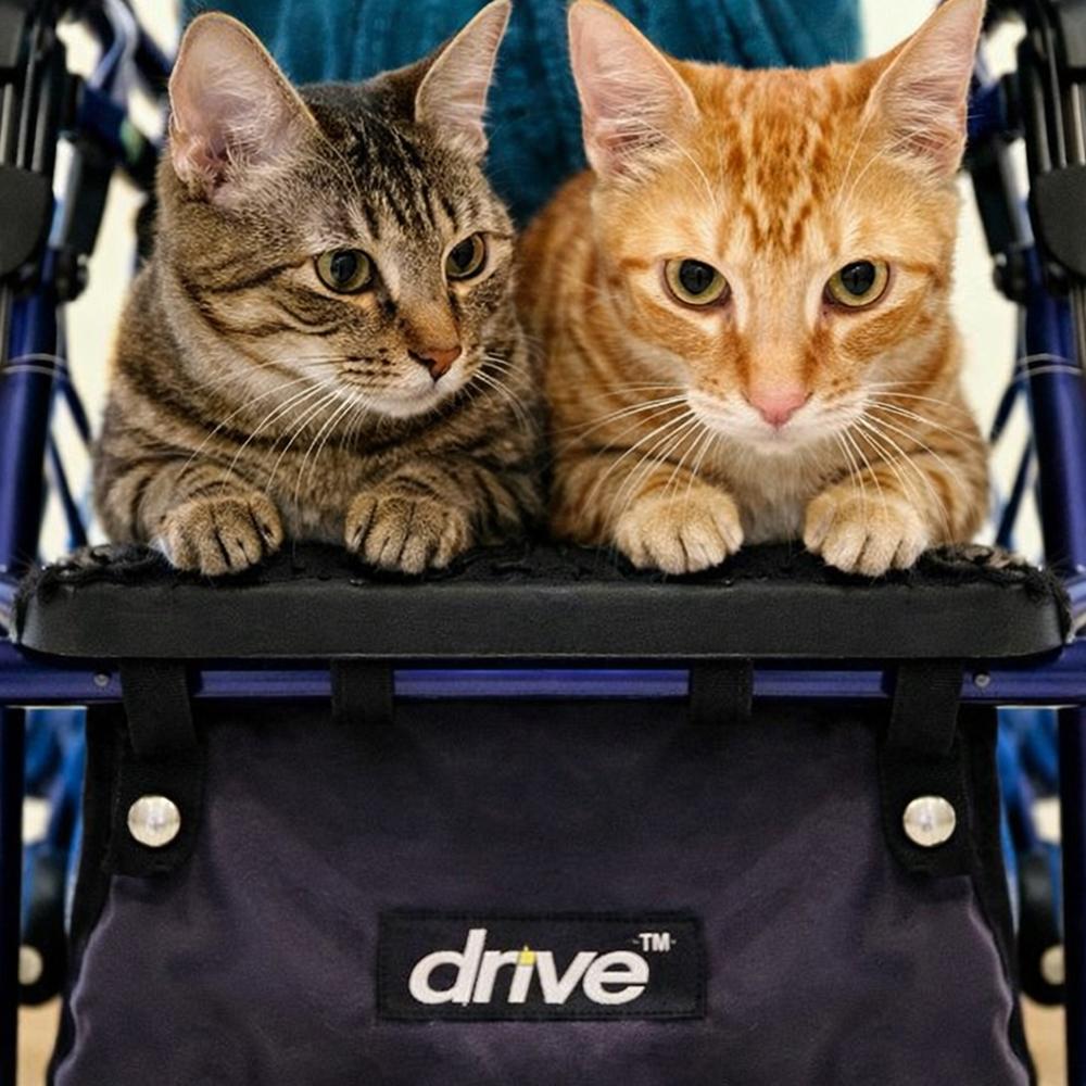 Enlarge Tango 4, a Adoptable mixed breed in Austin, TX image 5/6