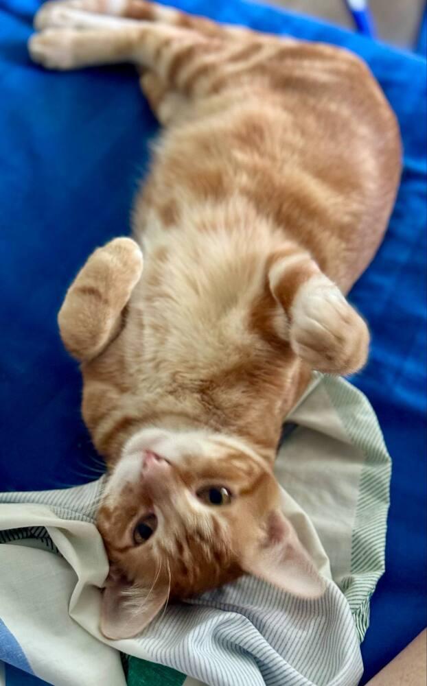 Tango 4, a Adoptable mixed breed in Austin, TX image 4/4