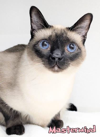 Mastermind, Adoptable, Senior Male Domestic Short Hair & Domestic Short Hair.