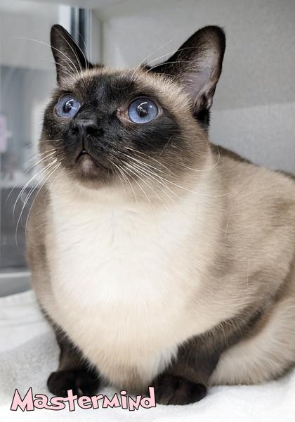 Enlarge Mastermind, a Adoptable mixed breed in Mason, MI image 2/2