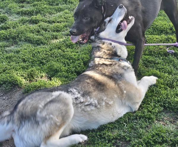 Enlarge Moose, a Adoptable mixed breed in Kennewick, WA image 2/6