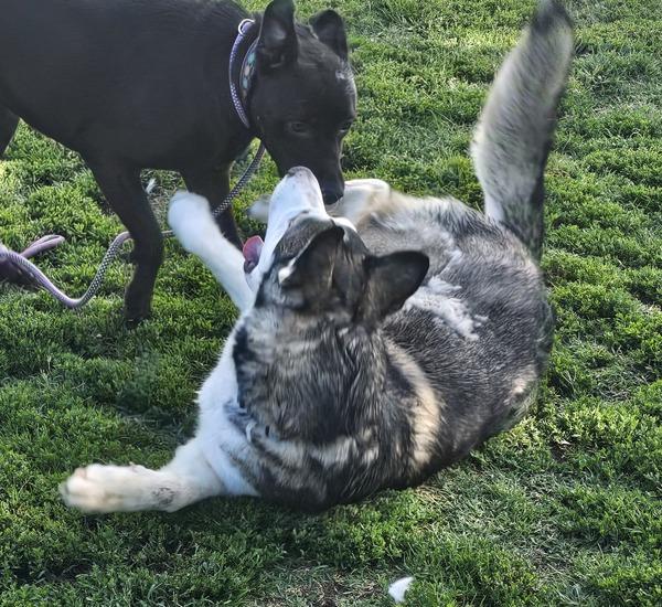 Enlarge Moose, a Adoptable mixed breed in Kennewick, WA image 3/6