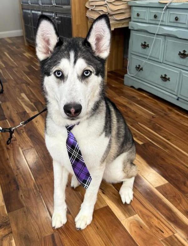 Enlarge Moose, a Adoptable mixed breed in Kennewick, WA image 4/6