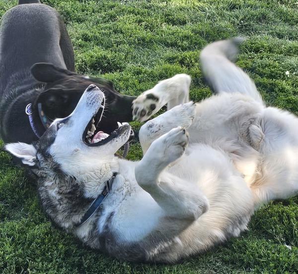 Enlarge Moose, a Adoptable mixed breed in Kennewick, WA image 6/6