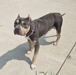 Dax, adopted, Adult Male American Bully.