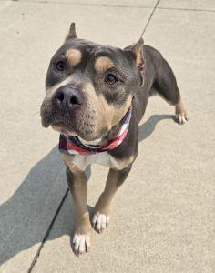 Dax, an adopted American Bully in Bucyrus, OH image 2/5