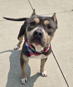 Dax, an adopted American Bully in Bucyrus, OH image 5/5