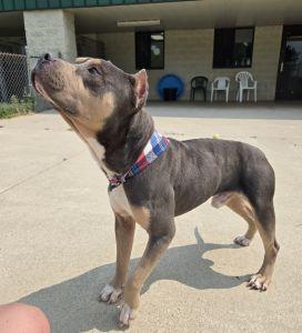 Dax, an adopted American Bully in Bucyrus, OH image 4/5