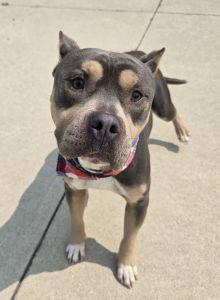 Dax, an adopted American Bully in Bucyrus, OH image 3/5
