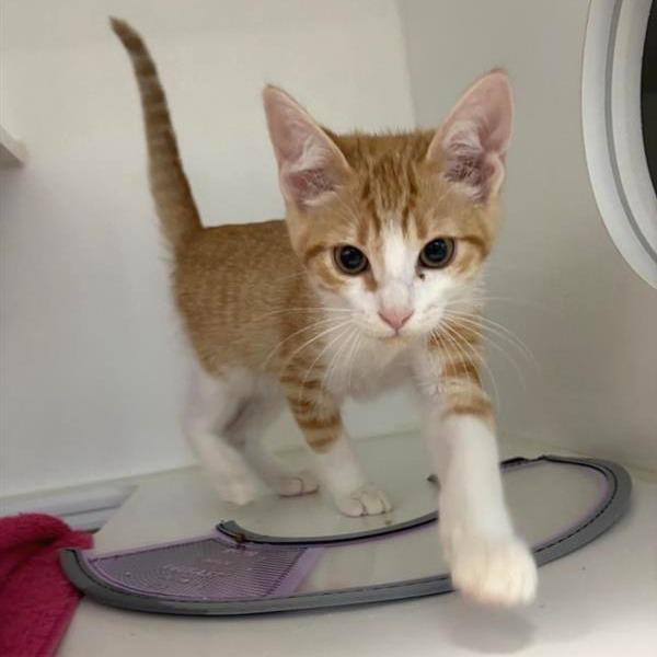 Bartholomew, Adoptable, Kitten Male Domestic Short Hair.