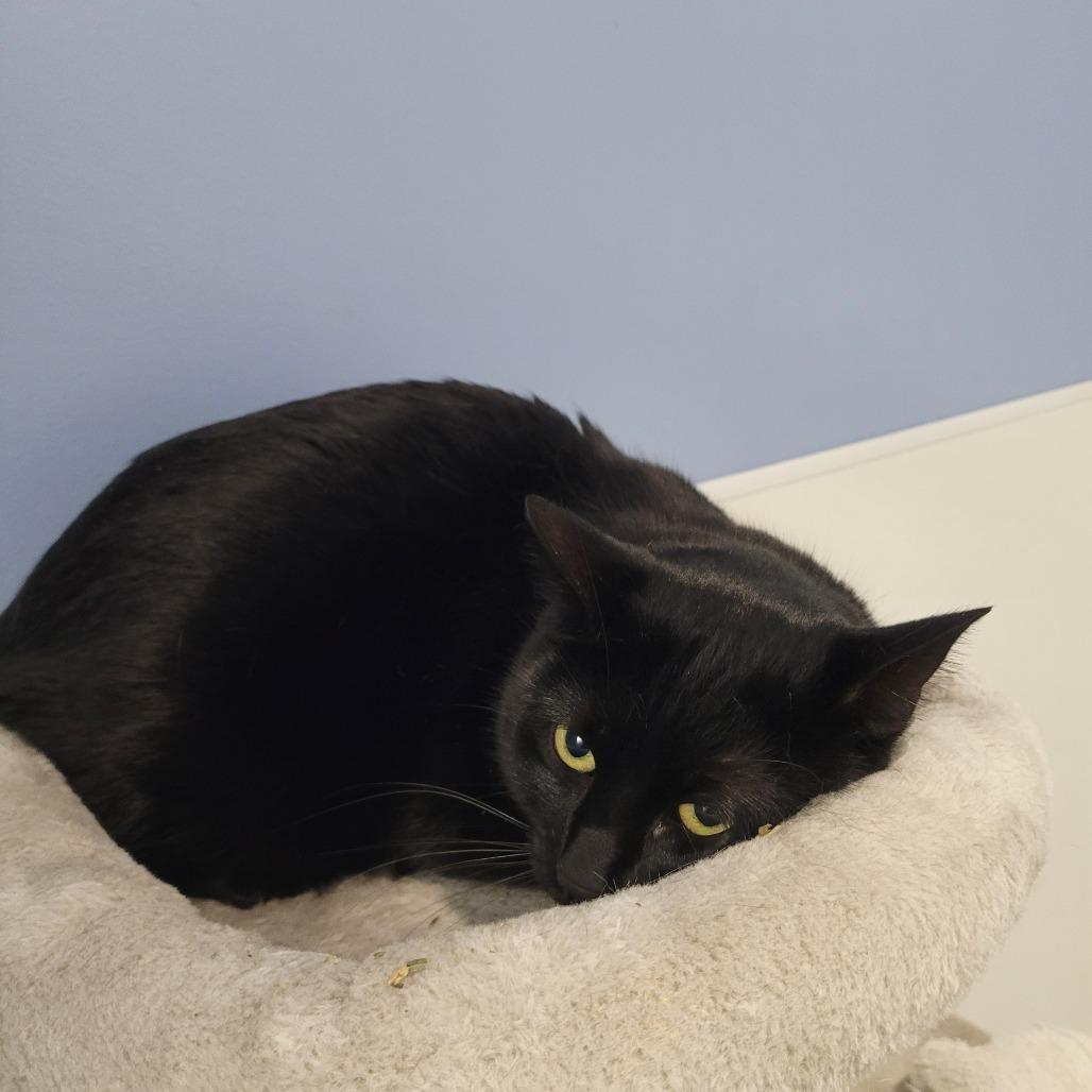 Kona, Adoptable, Adult Female Domestic Short Hair.