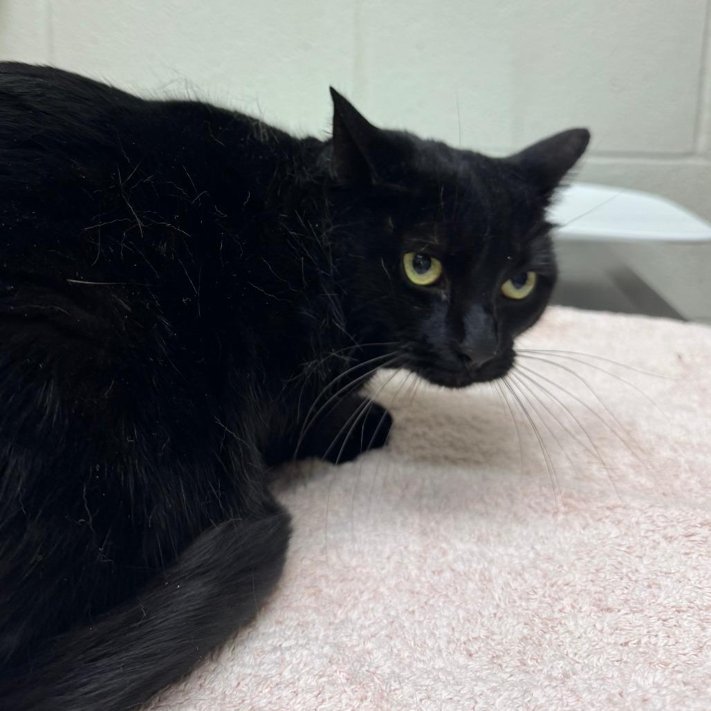 Enlarge Kona, a Adoptable Domestic Short Hair in Murray, UT image 1/1