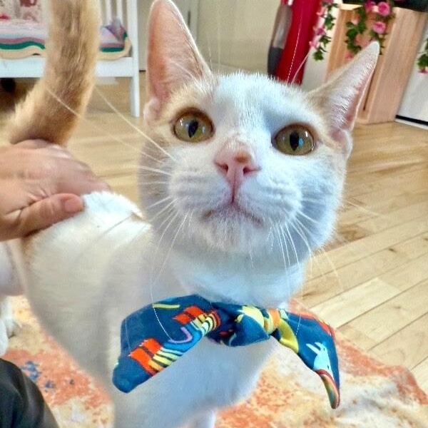 Mr Bigglesworth — thumbnail 3