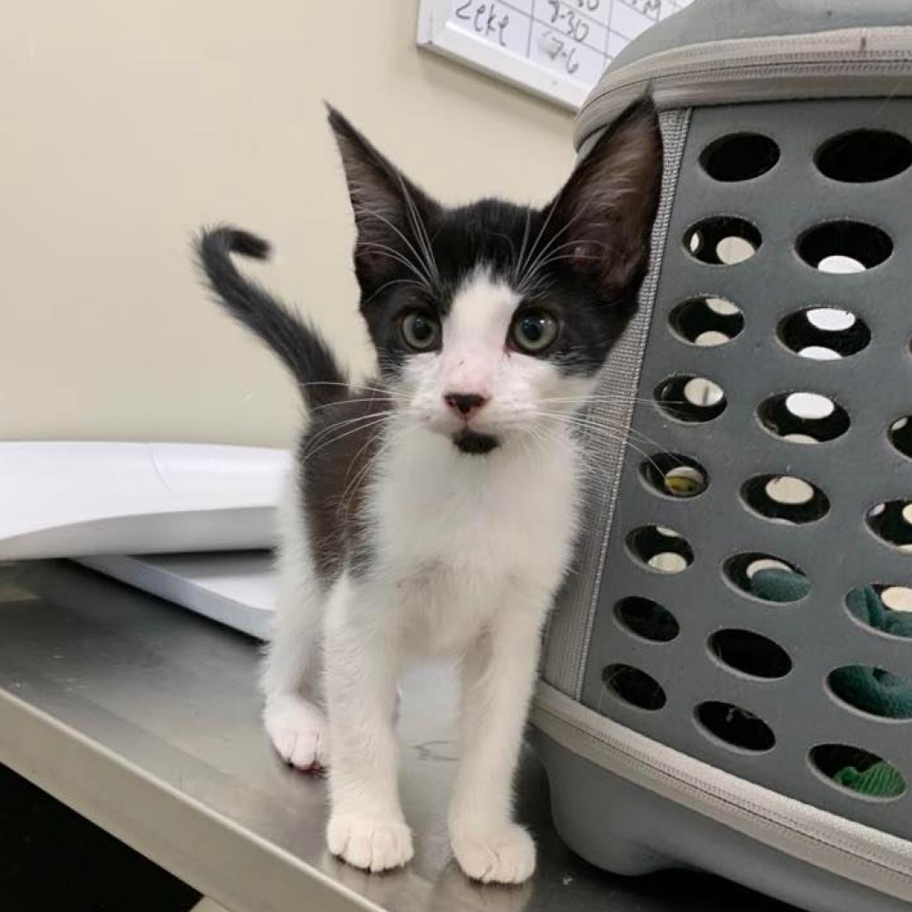 Enlarge Cal, a Adoptable Domestic Short Hair in Tulsa, OK image 1/2