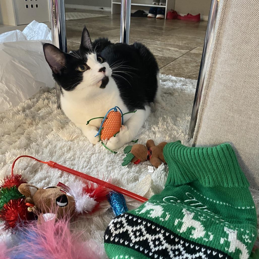 Enlarge Cal, a Adoptable Domestic Short Hair in Tulsa, OK image 2/2