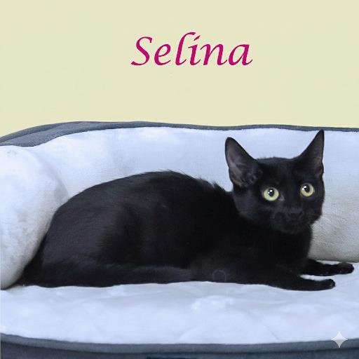 Selina C25-228, Adoptable, Young Female Domestic Short Hair.