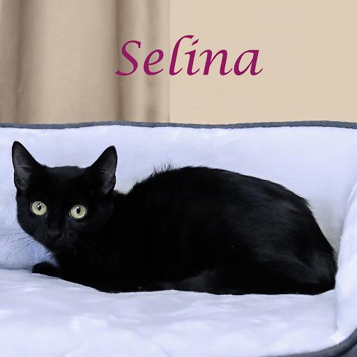 Selina C25-228, Adoptable, Young Female Domestic Short Hair.