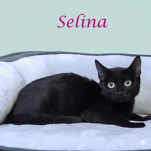 Selina C25-228, a Adoptable Domestic Short Hair in Lebanon, TN image 2/3