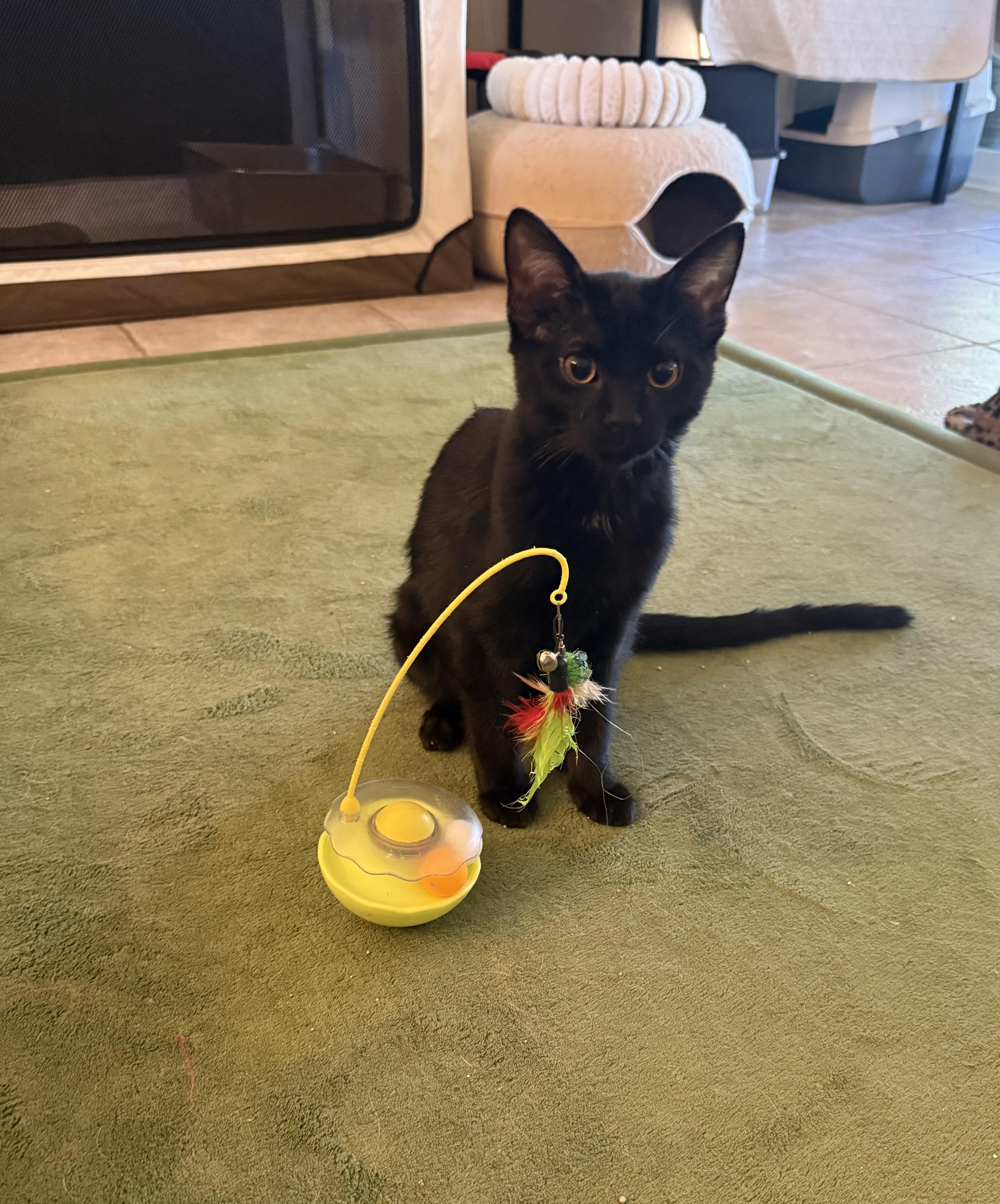 Enlarge Athos [Bonded with Porthos], a ADOPTABLE Domestic Short Hair in PHOENIX, AZ image 1/3