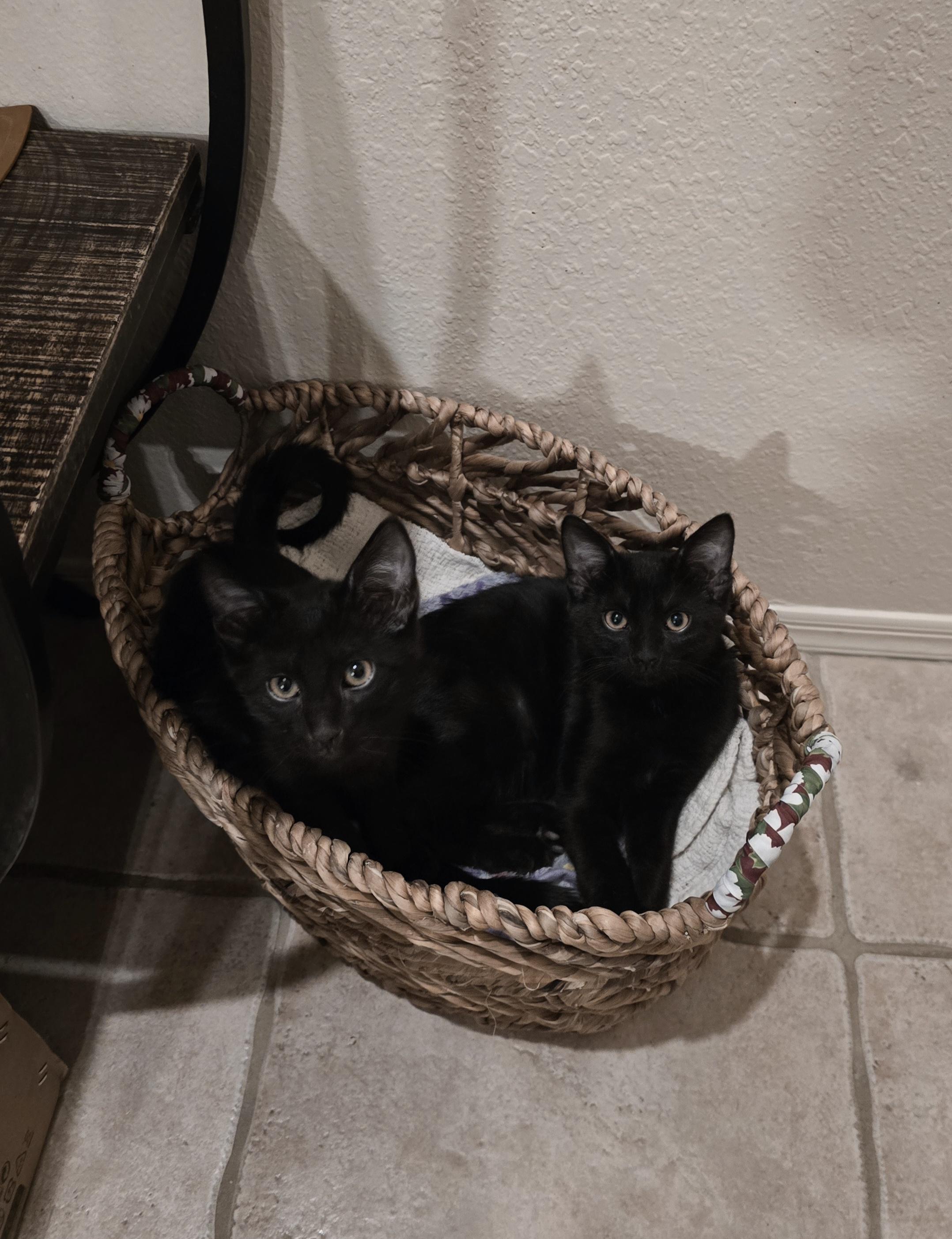 Enlarge Athos [Bonded with Porthos], a ADOPTABLE Domestic Short Hair in PHOENIX, AZ image 2/3