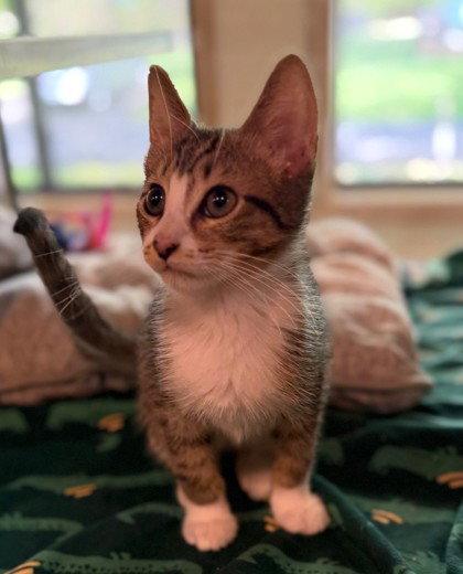 Enlarge Jack Link, a Adoptable Domestic Short Hair in Midland, VA image 1/1