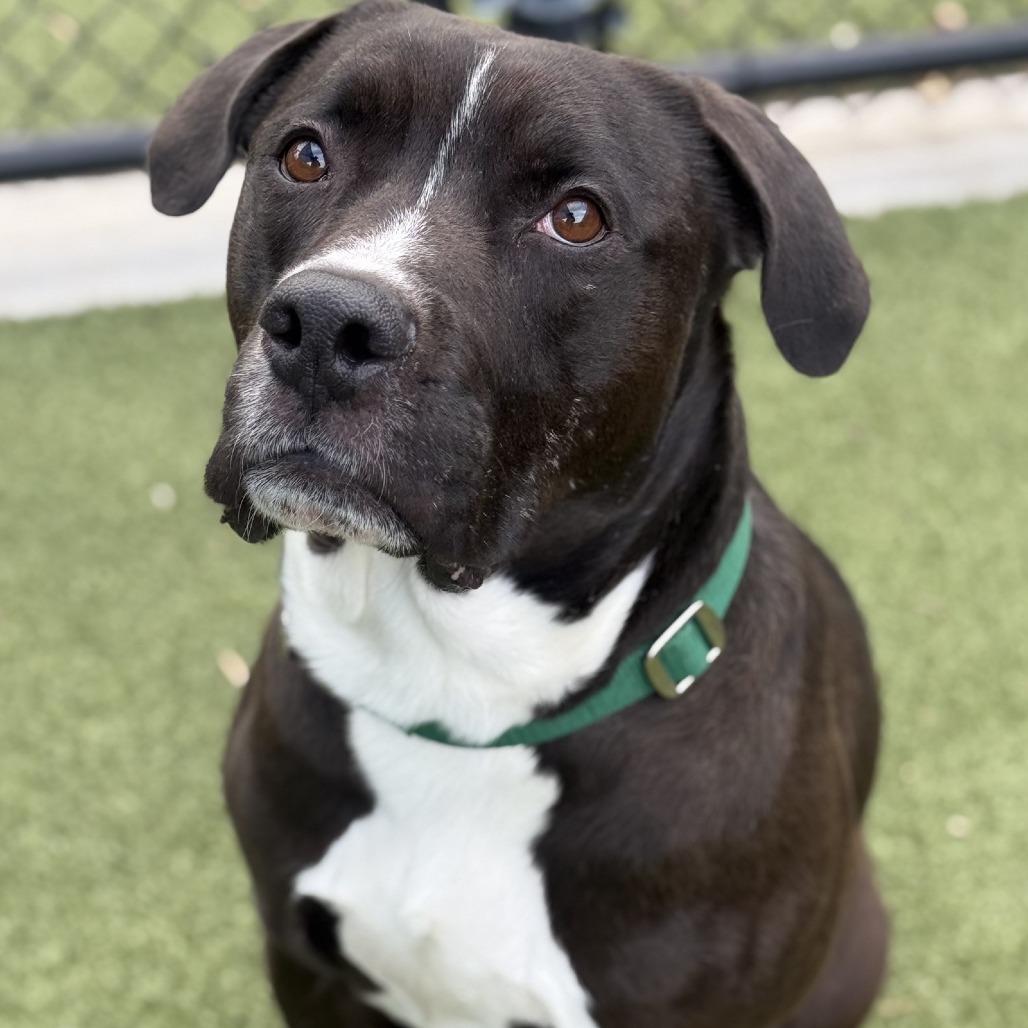 Enlarge Durham, a Adoptable Pit Bull Terrier in Greensboro, NC image 1/6