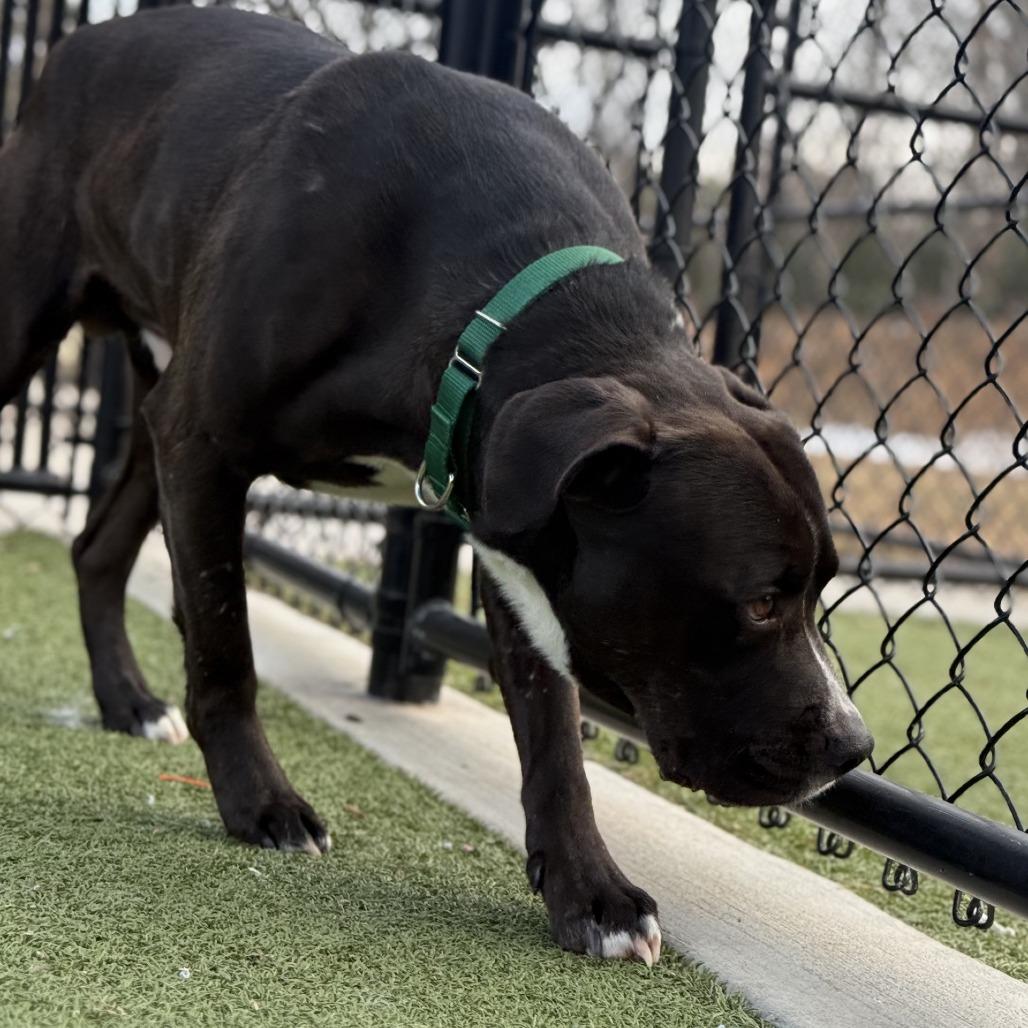 Enlarge Durham, a Adoptable Pit Bull Terrier in Greensboro, NC image 3/6