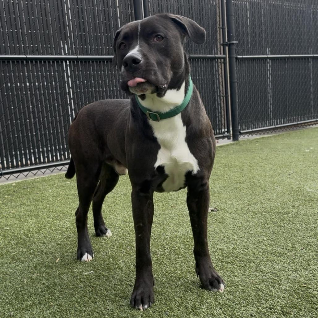 Enlarge Durham, a Adoptable Pit Bull Terrier in Greensboro, NC image 4/6