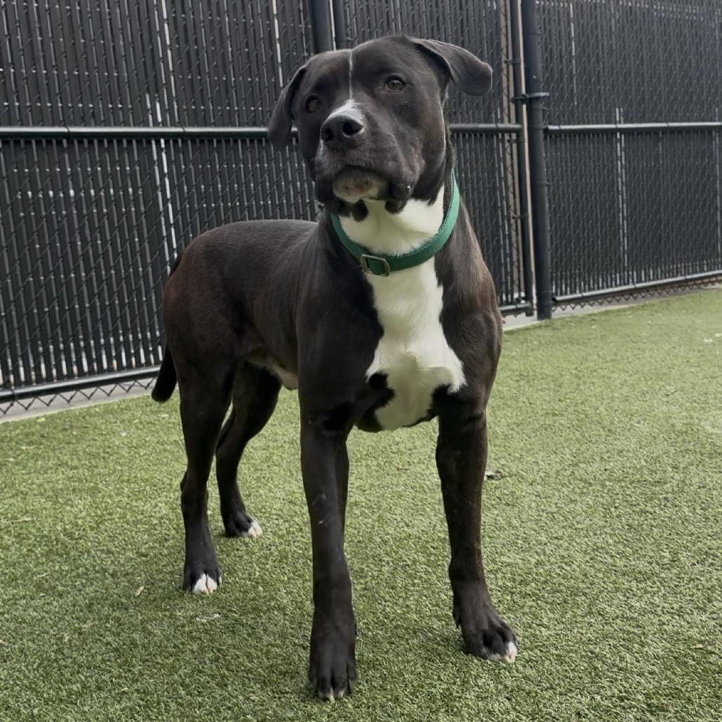 Enlarge Durham, a Adoptable Pit Bull Terrier in Greensboro, NC image 5/6