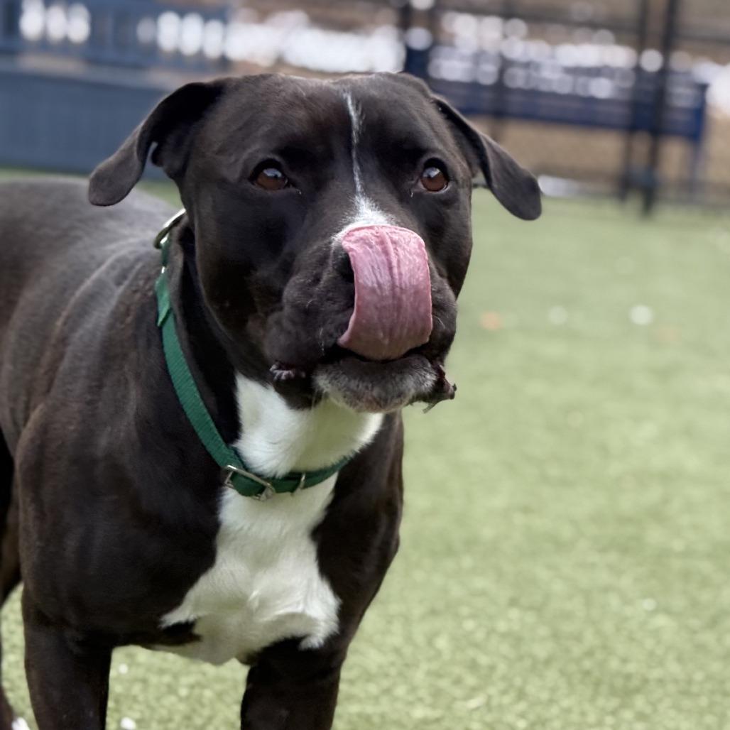 Enlarge Durham, a Adoptable Pit Bull Terrier in Greensboro, NC image 6/6