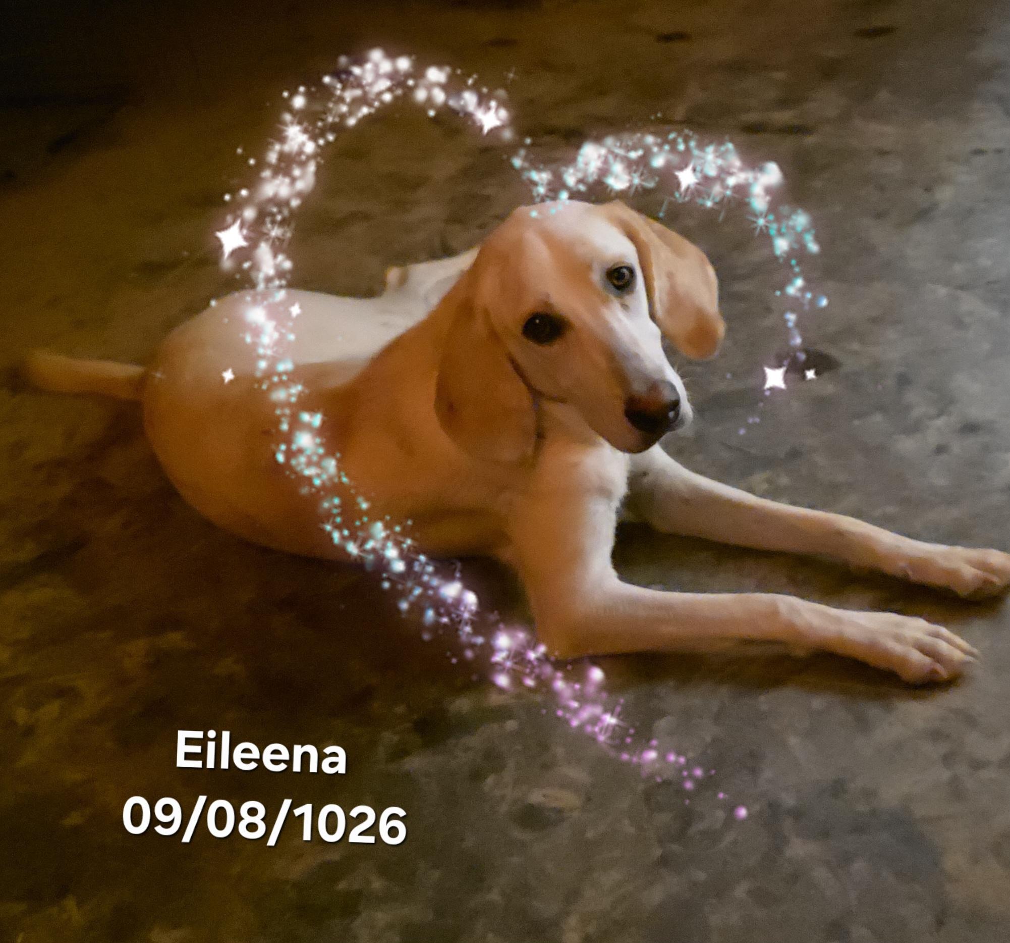 Enlarge Eileena, a Adoptable mixed breed in Warren, RI image 1/5
