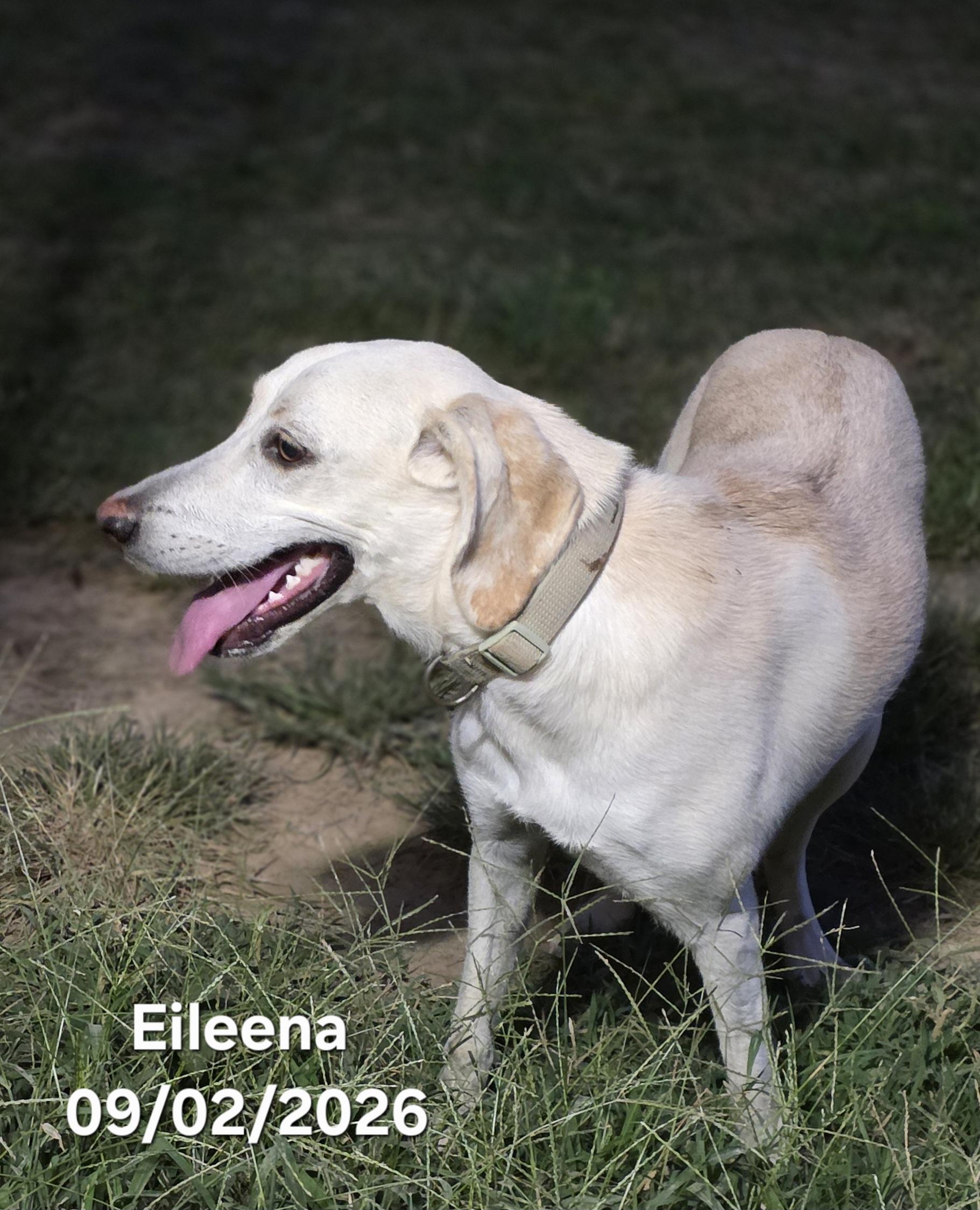 Enlarge Eileena, a Adoptable mixed breed in Warren, RI image 4/5