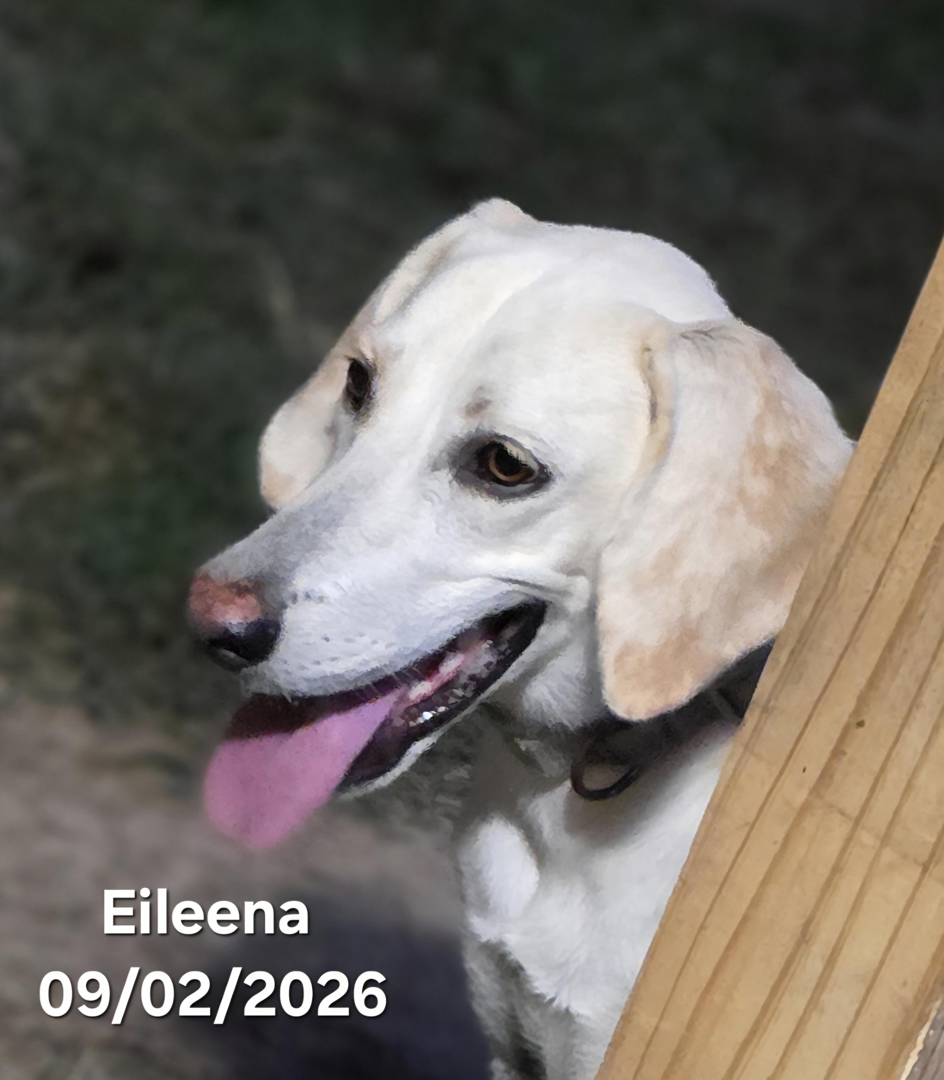 Enlarge Eileena, a Adoptable mixed breed in Warren, RI image 5/5