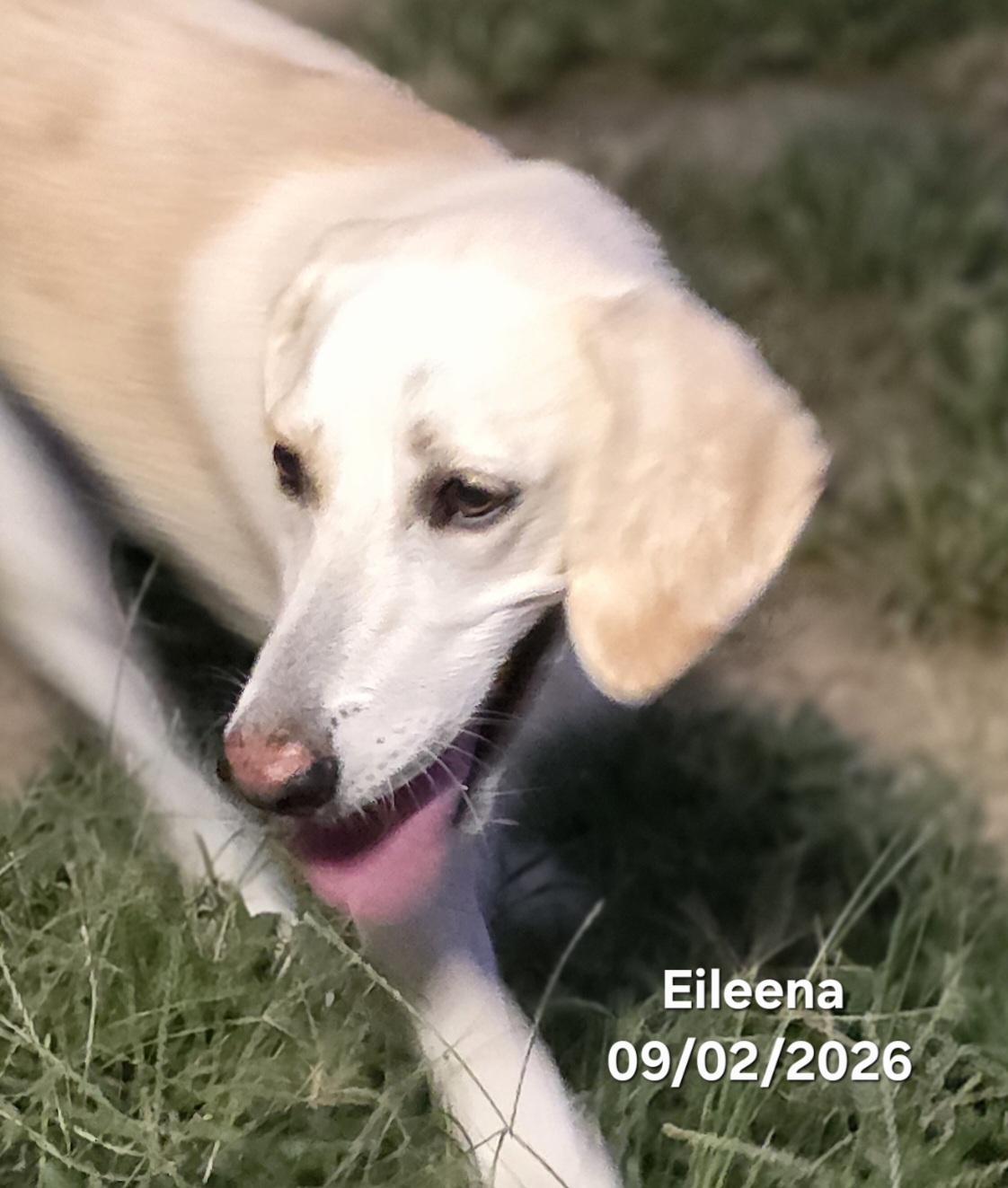 Enlarge Eileena, a Adoptable mixed breed in Warren, RI image 3/5
