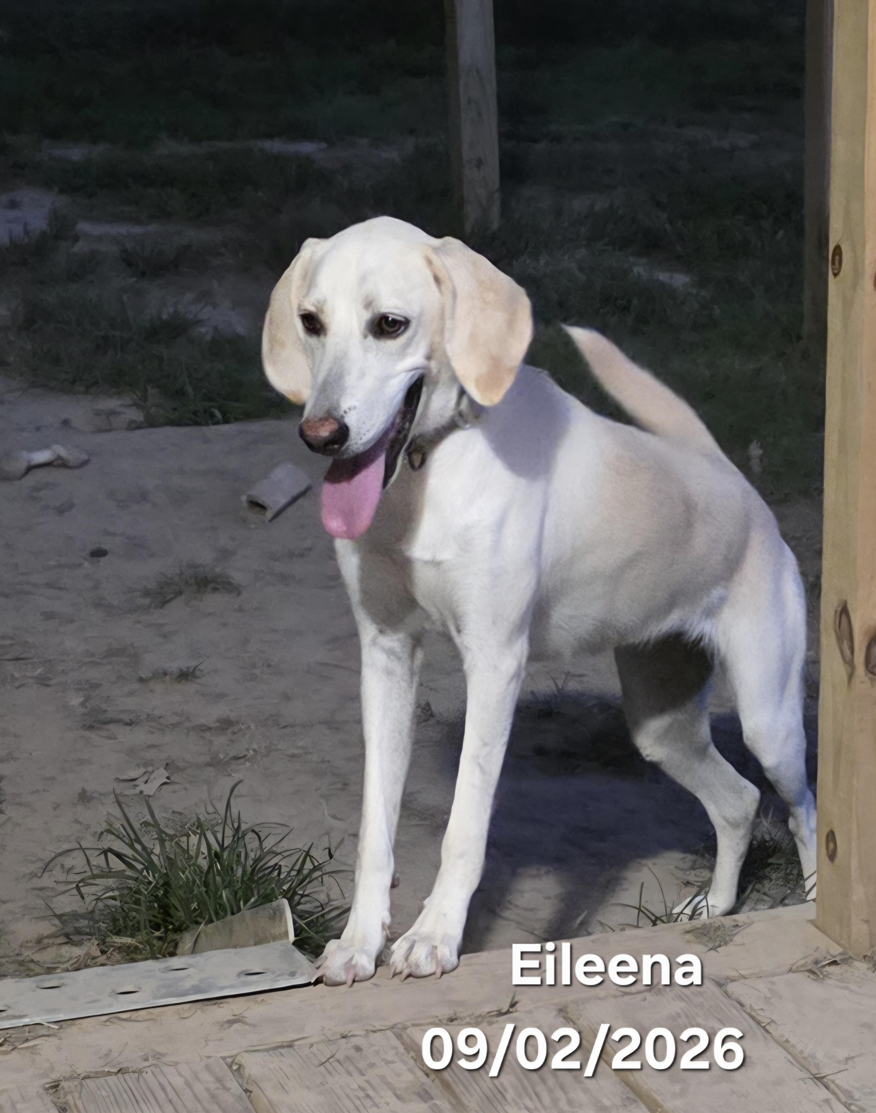 Enlarge Eileena, a Adoptable mixed breed in Warren, RI image 2/5