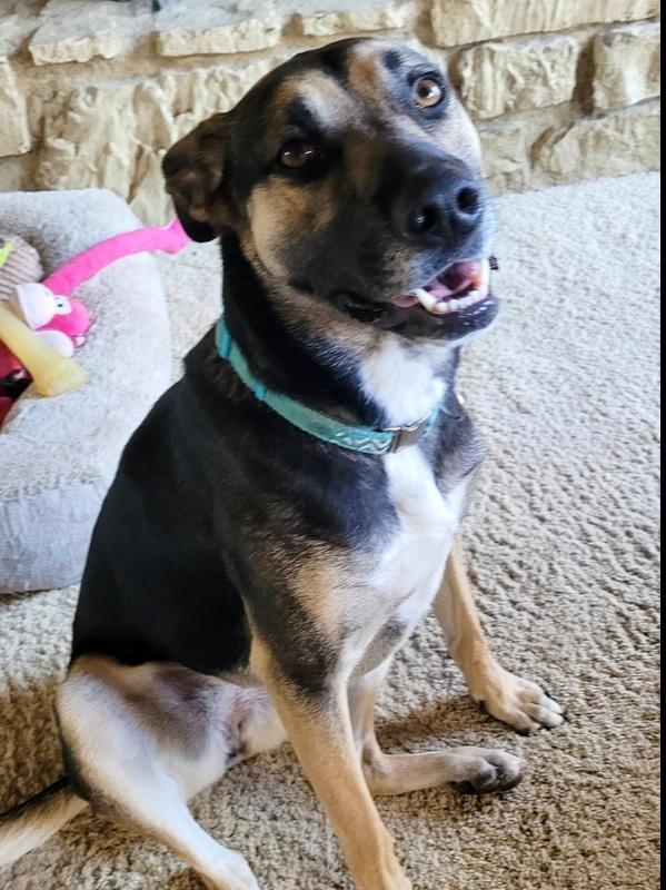 Sissy, Adoptable, Young Female German Shepherd Dog.