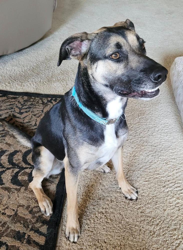 Enlarge Sissy, a Adoptable mixed breed in TULSA, OK image 2/2