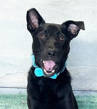 Enlarge WHOOPA, a Adoptable mixed breed in Castro Valley, CA image 1/3