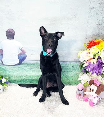 Enlarge WHOOPA, a Adoptable mixed breed in Castro Valley, CA image 2/3