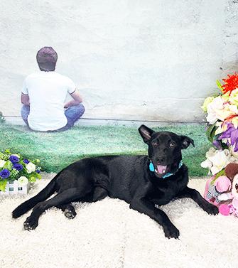 Enlarge WHOOPA, a Adoptable mixed breed in Castro Valley, CA image 3/3