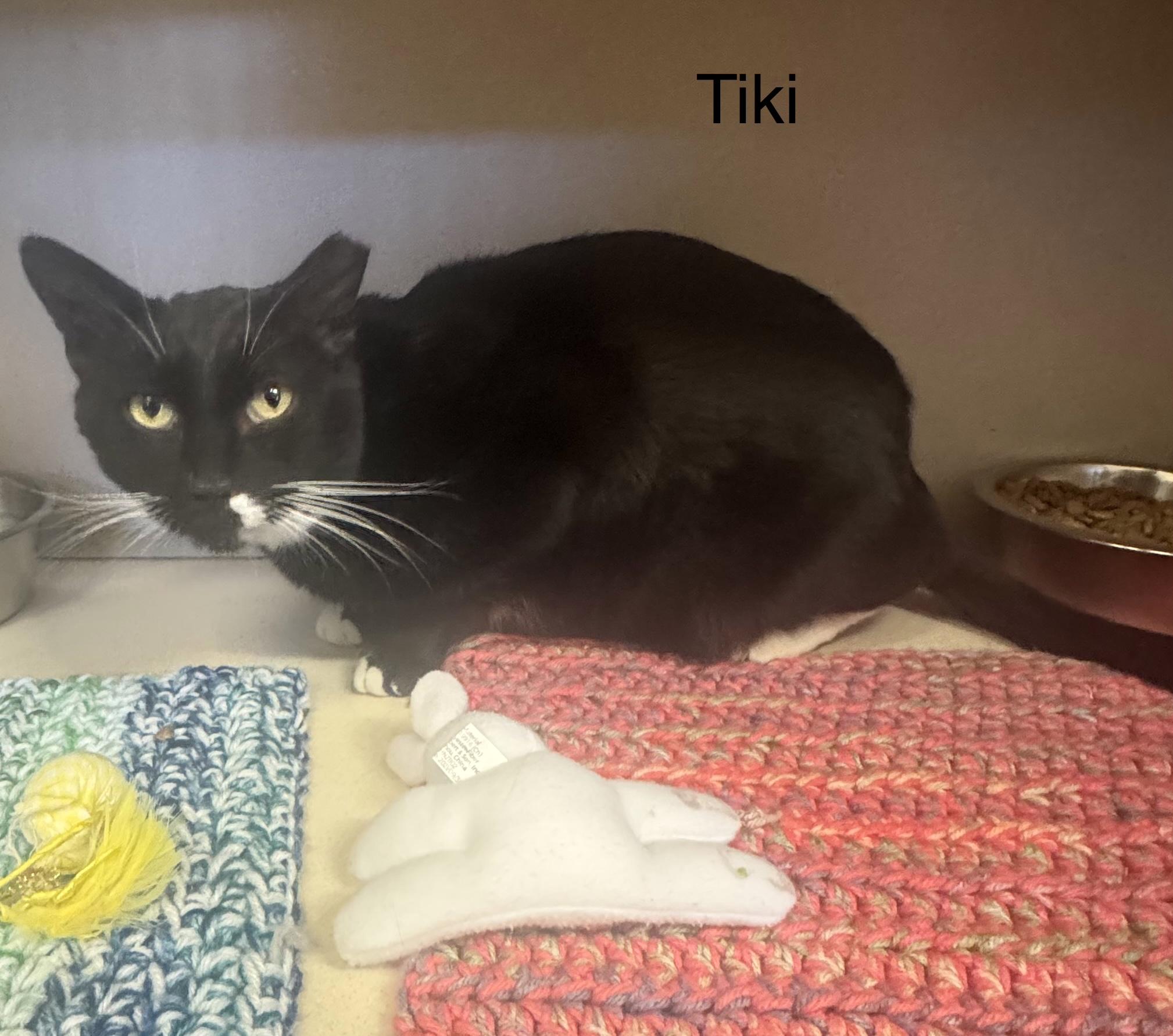 Enlarge Tiki, a ADOPTABLE Domestic Short Hair in Ulster, PA image 1/1