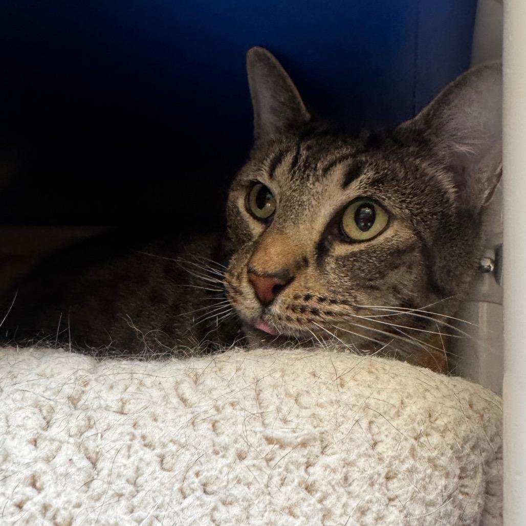 Hartley, Adoptable, Adult Male Domestic Short Hair.