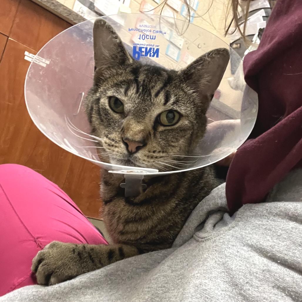 Hartley, Adoptable, Adult Male Domestic Short Hair.